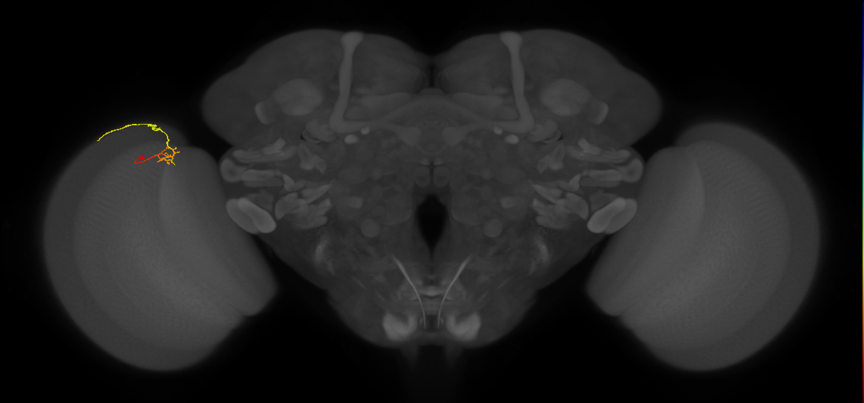 C2_L (MaleCNS:123360)
