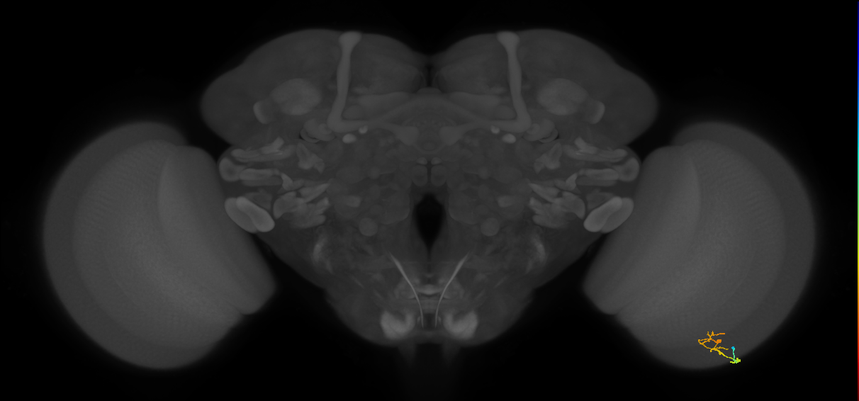 C2_R (MaleCNS:115945)