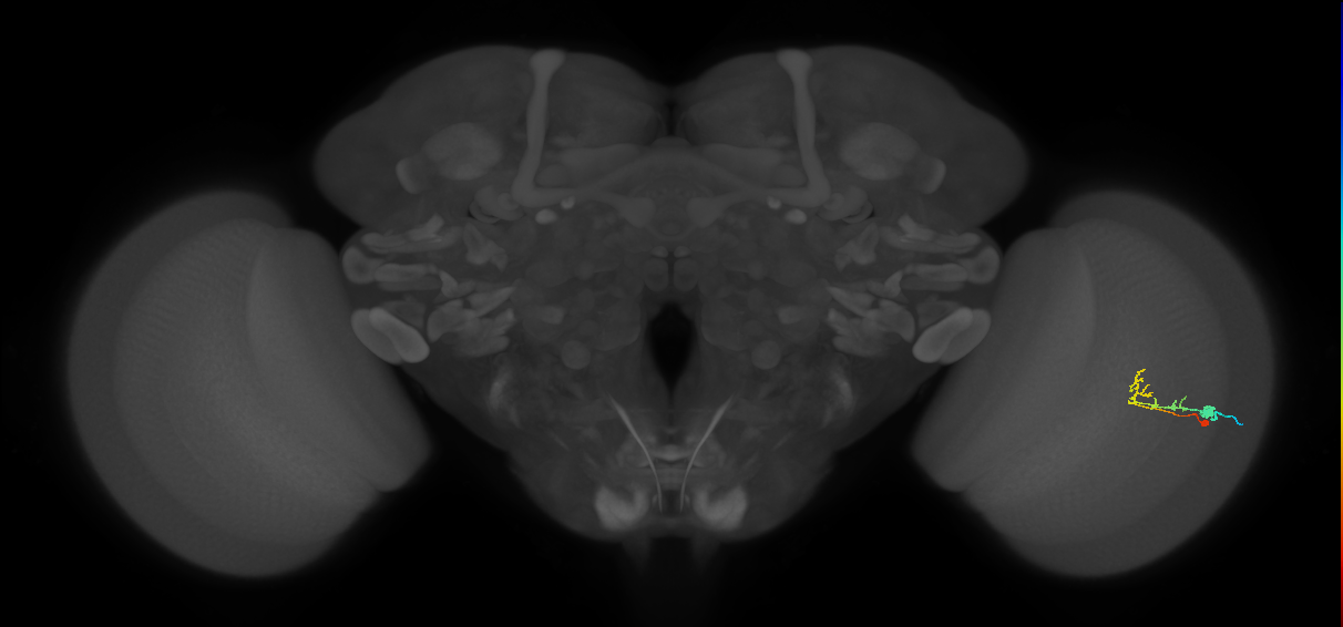 C2_R (MaleCNS:74218)