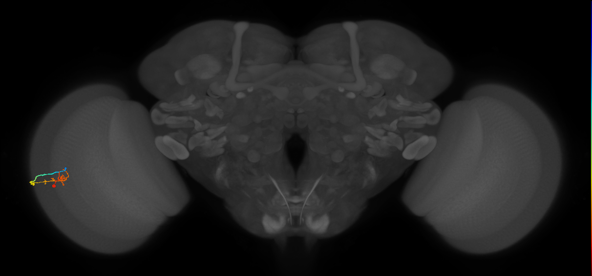 C2_L (MaleCNS:155829)