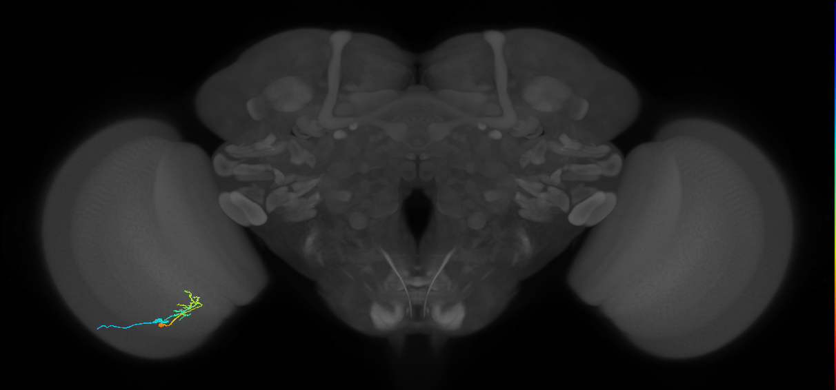 C2_L (MaleCNS:132501)