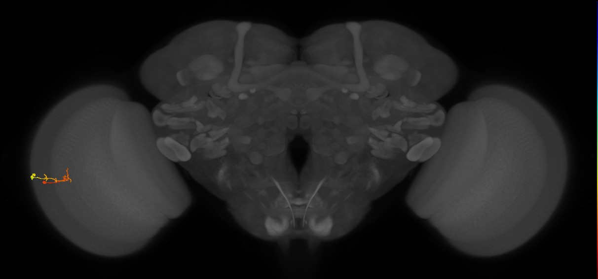 C2_L (MaleCNS:154068)