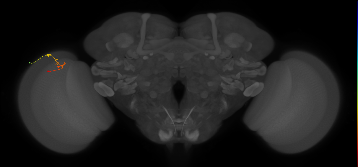 C2_L (MaleCNS:145695)