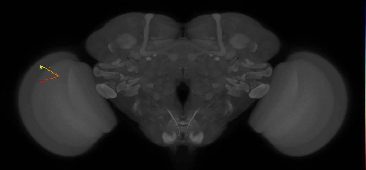 C2_L (MaleCNS:160974)