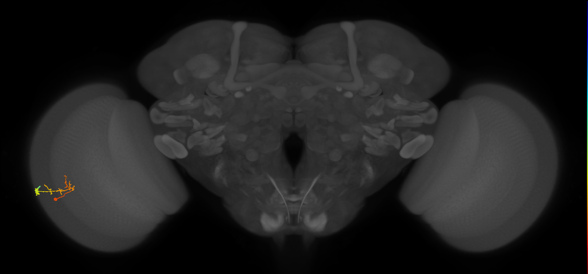 C2_L (MaleCNS:143851)