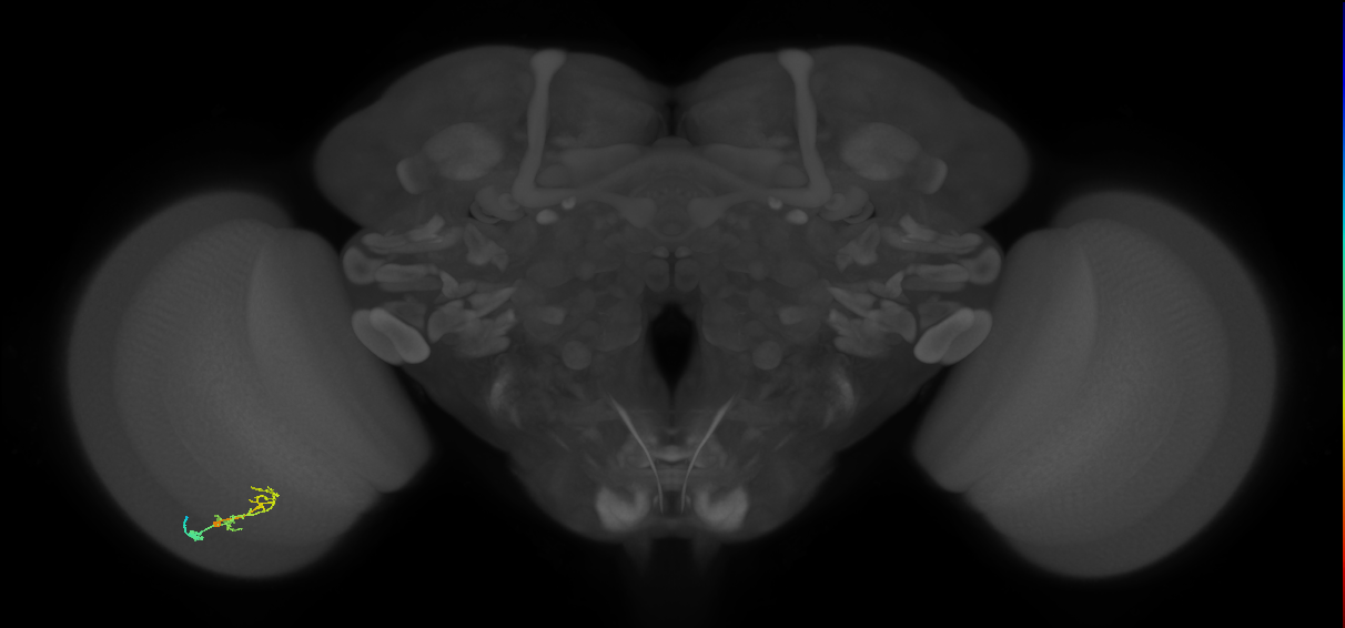 C2_L (MaleCNS:93974)
