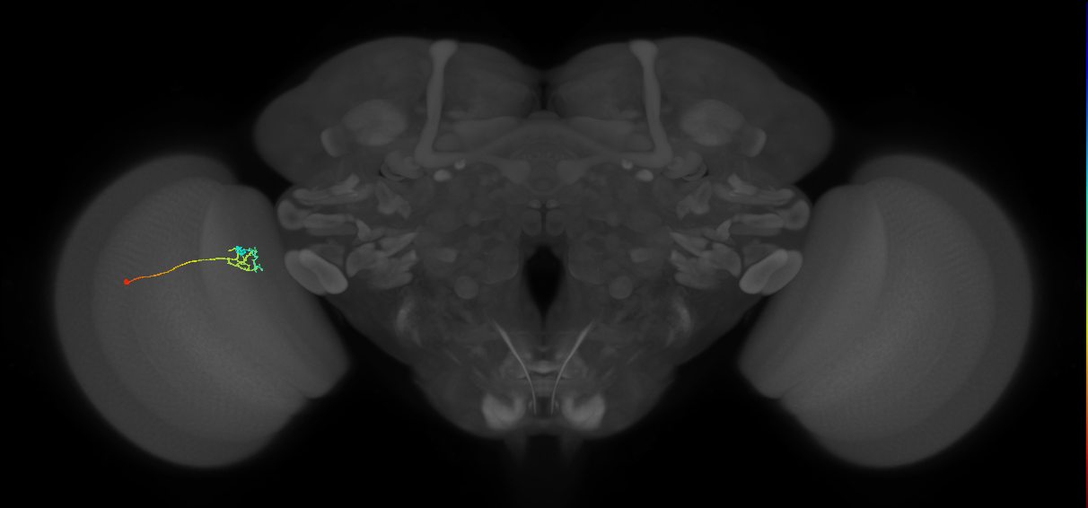C2_L (MaleCNS:108820)