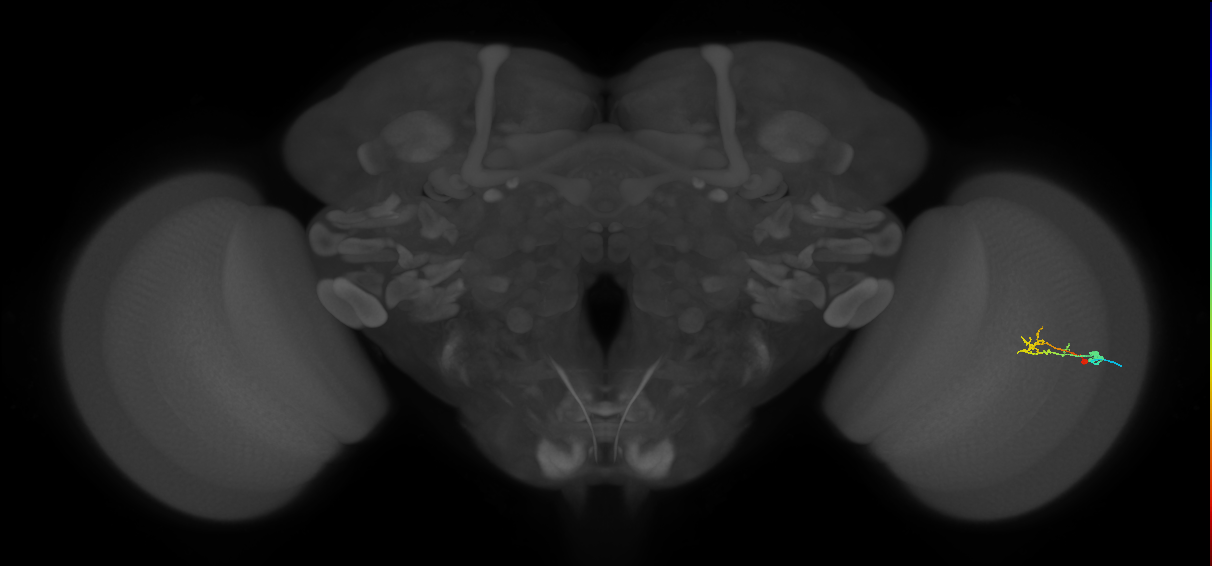 C2_R (MaleCNS:79733)