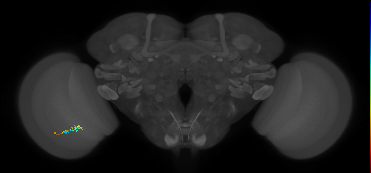 C2_L (MaleCNS:146318)
