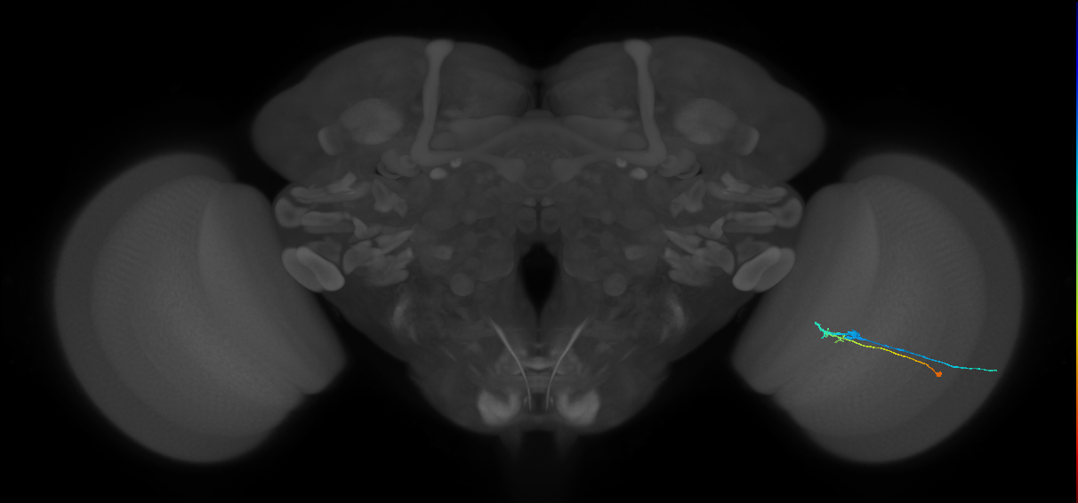 C2_R (MaleCNS:88597)