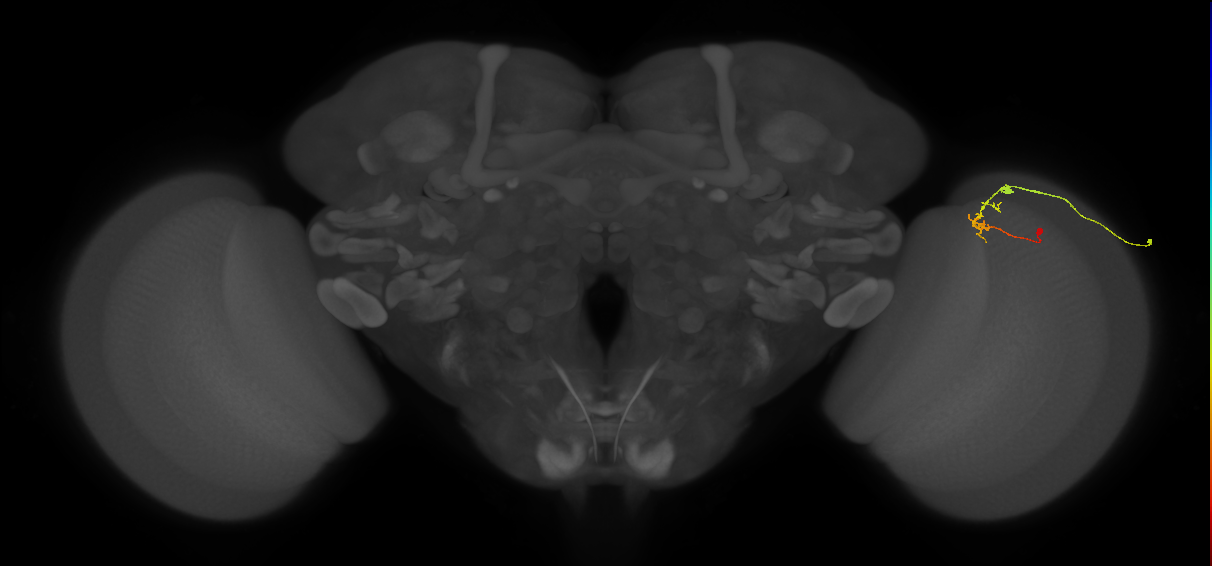 C2_R (MaleCNS:112550)
