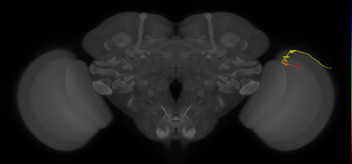 C2_R (MaleCNS:111917)
