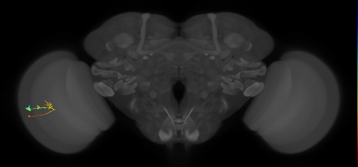 C2_L (MaleCNS:67094)