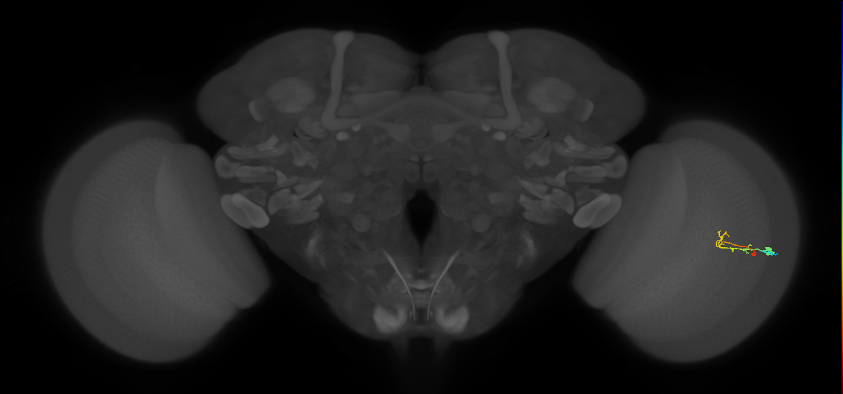 C2_R (MaleCNS:80772)
