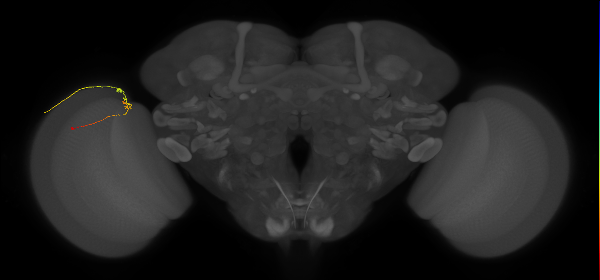 C2_L (MaleCNS:165344)