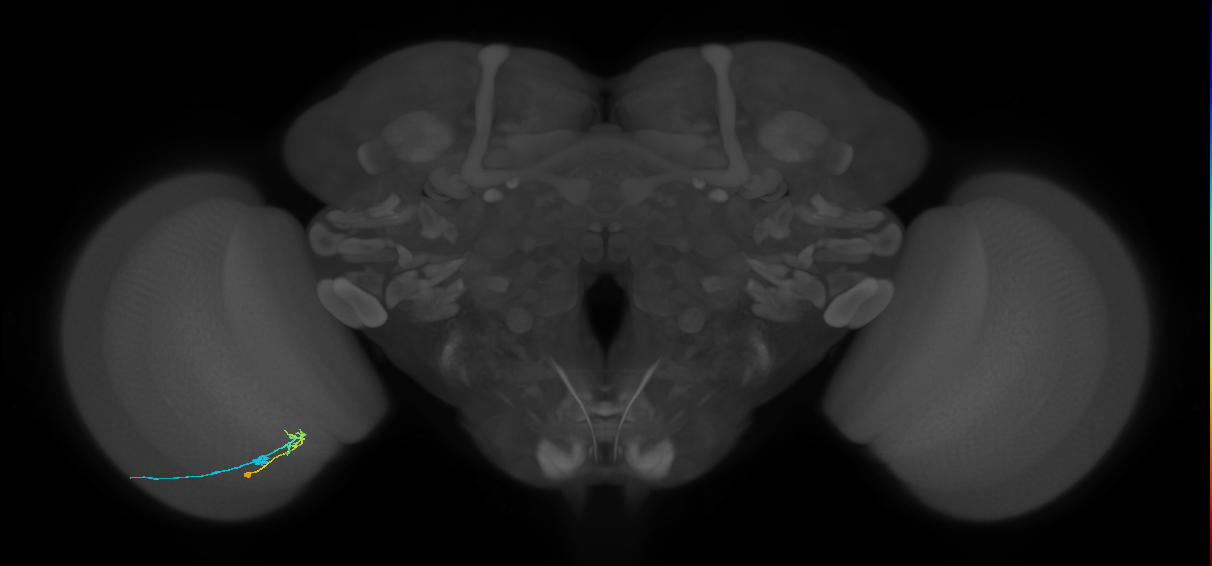C2_L (MaleCNS:172413)