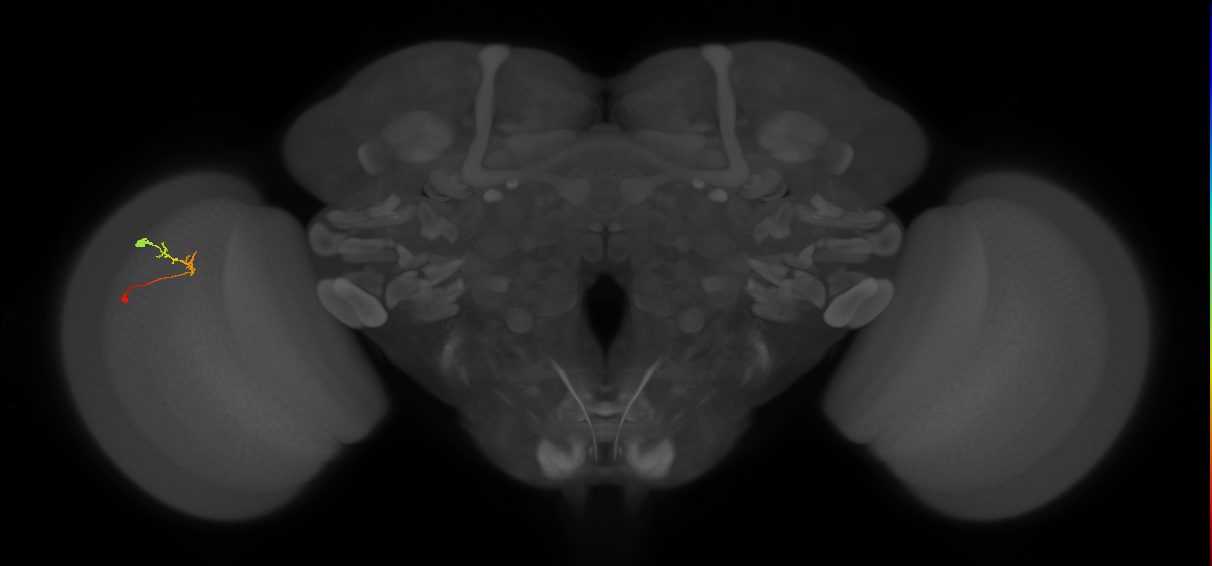 C2_L (MaleCNS:166834)