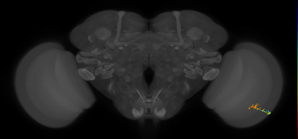 C2_R (MaleCNS:79753)
