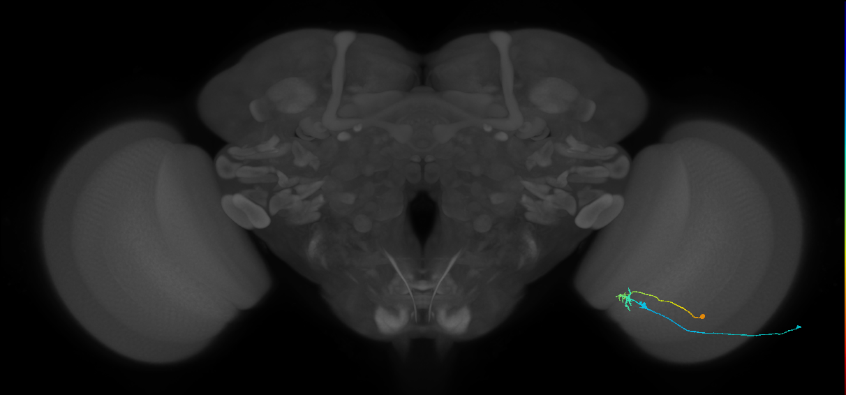 C2_R (MaleCNS:109924)