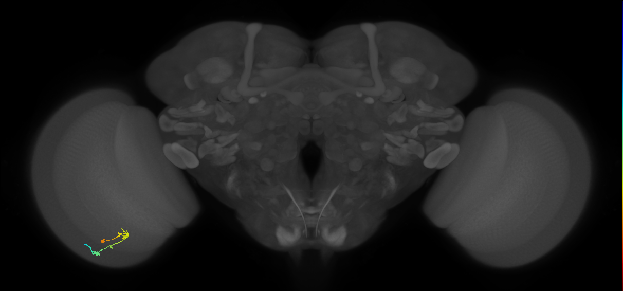 C2_L (MaleCNS:58215)