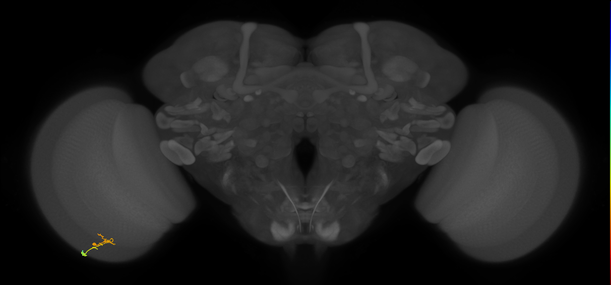 C2_L (MaleCNS:116720)