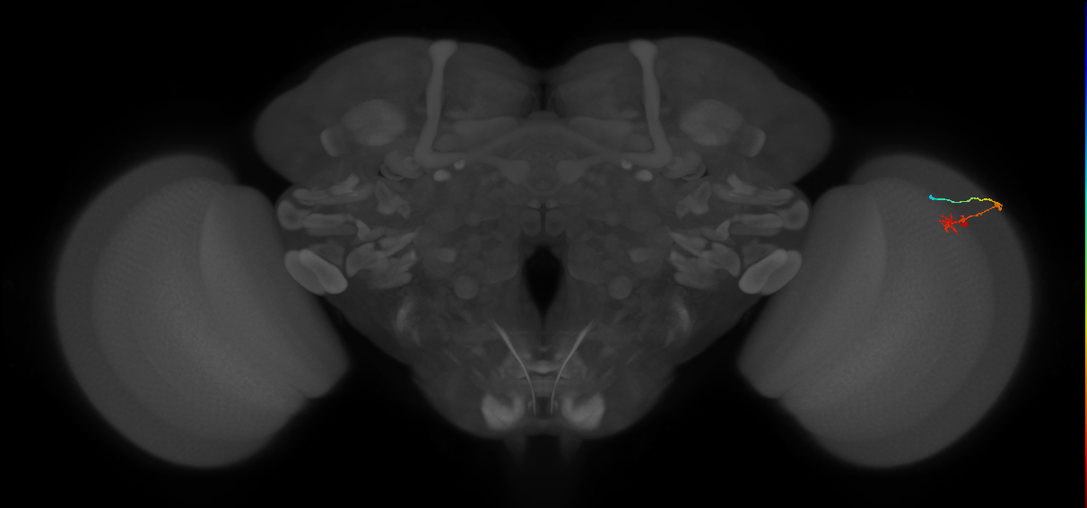 C2_R (MaleCNS:105872)