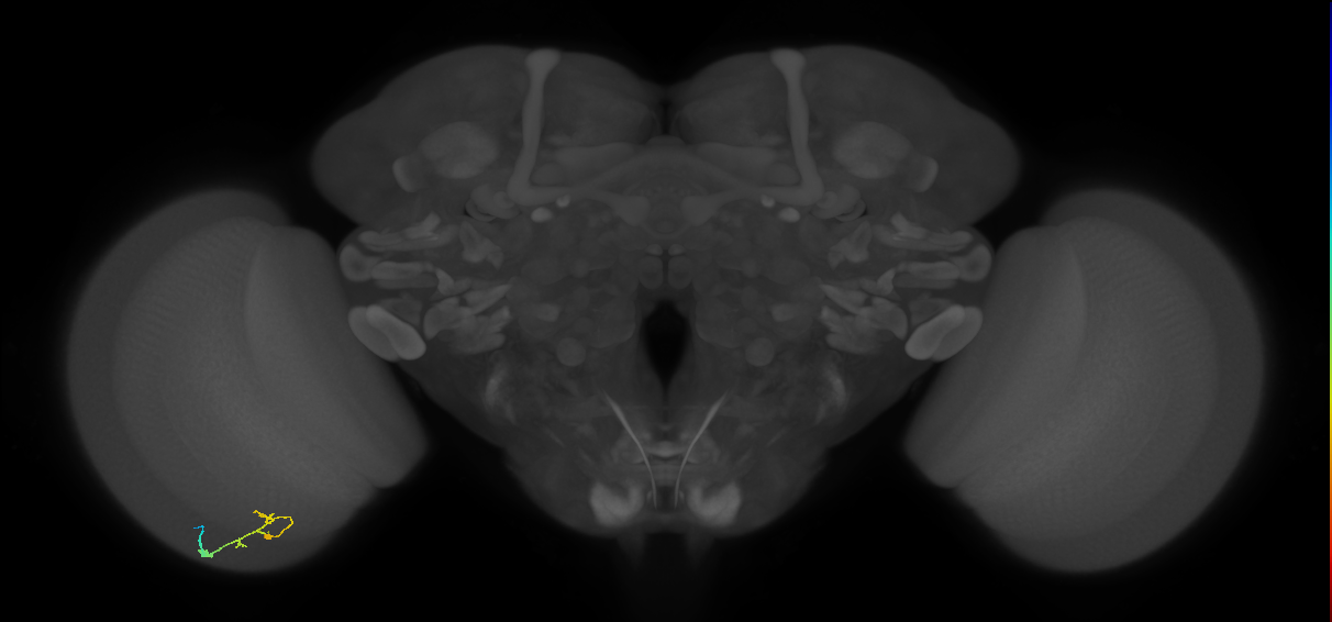 C2_L (MaleCNS:111315)