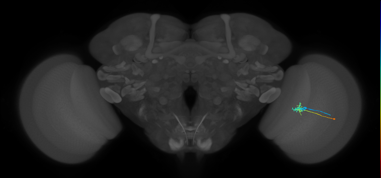 C2_R (MaleCNS:87926)
