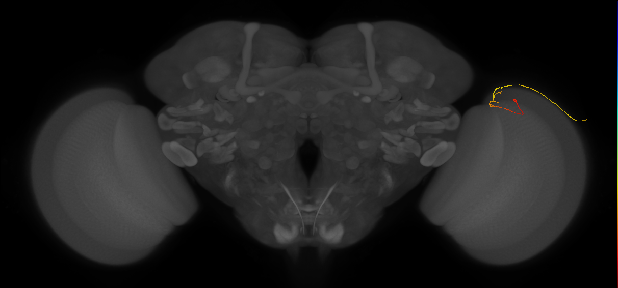 C2_R (MaleCNS:184303)