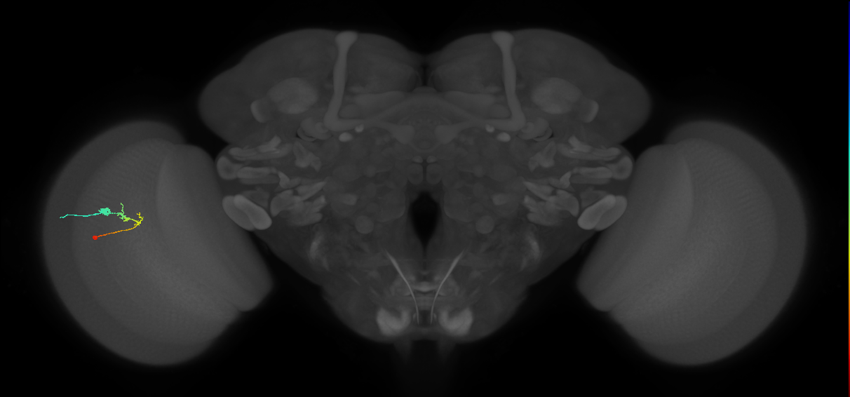 C2_L (MaleCNS:32993)
