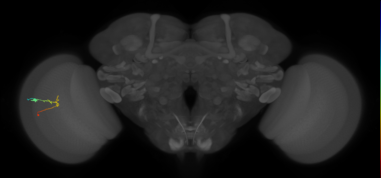 C2_L (MaleCNS:550716)
