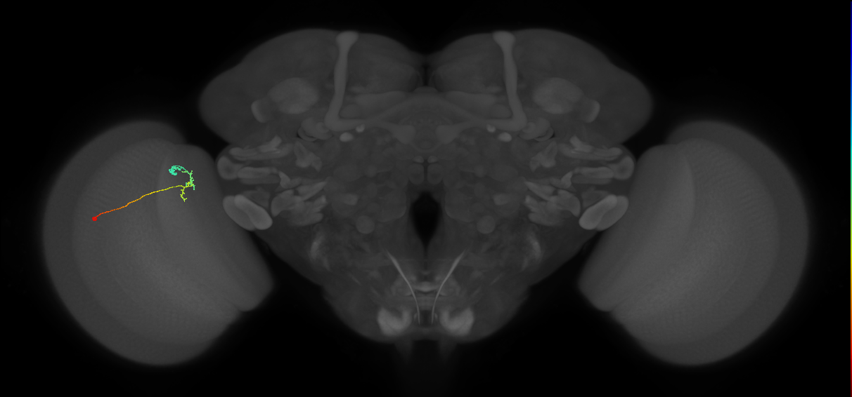 C2_L (MaleCNS:166521)