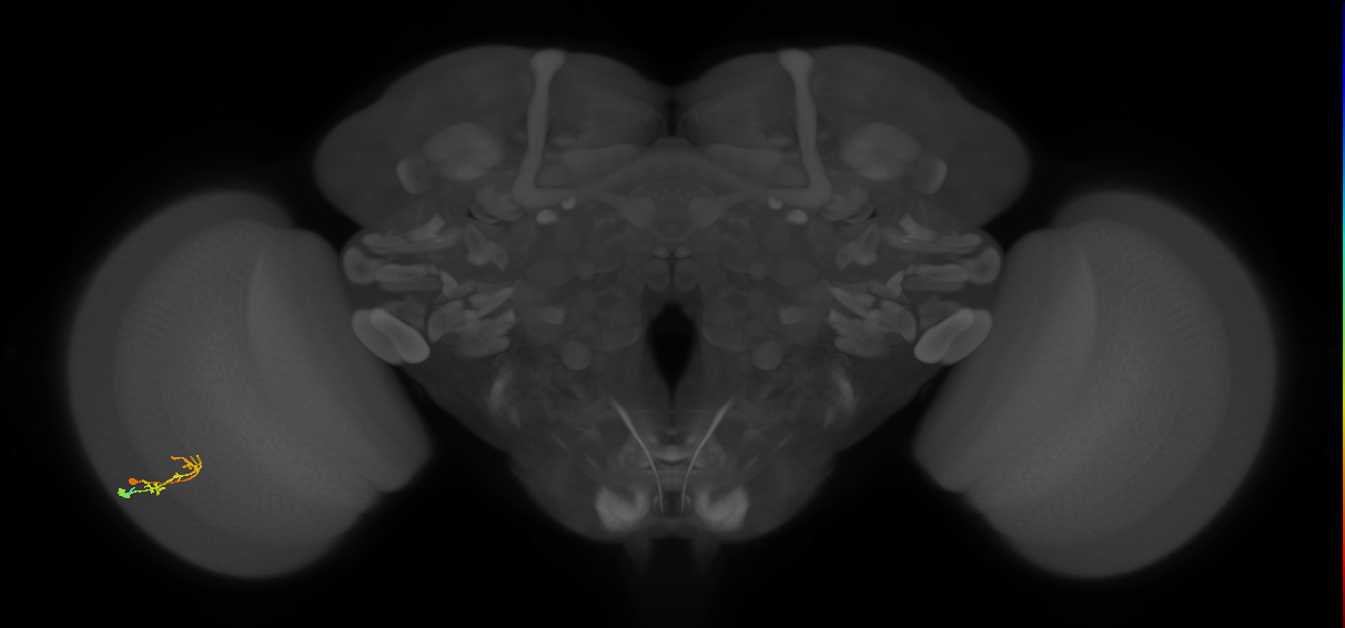 C2_L (MaleCNS:159129)