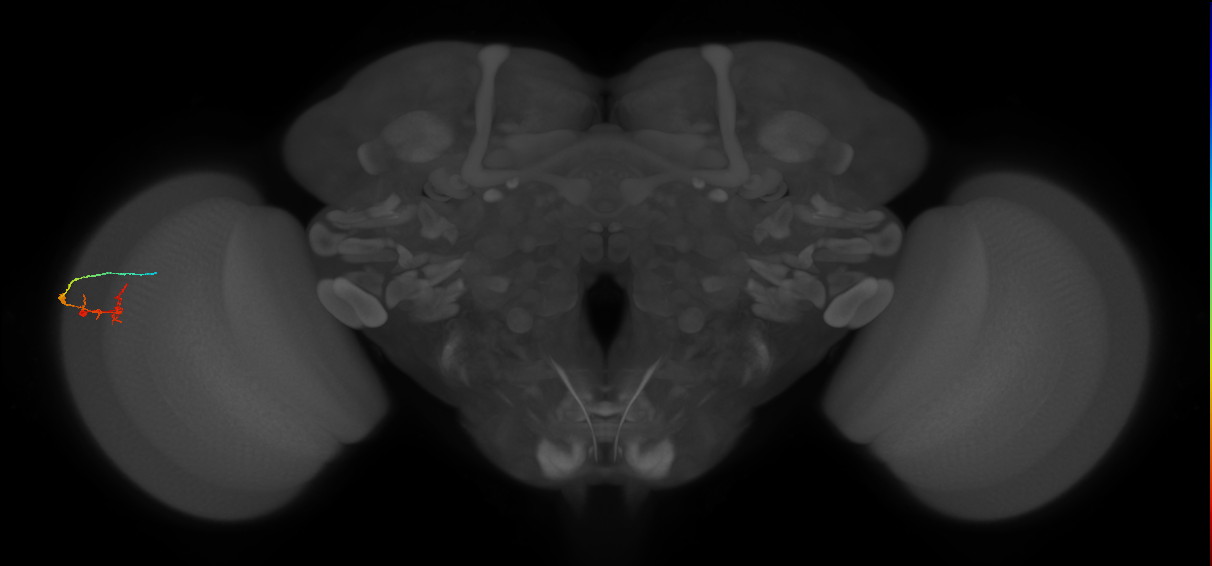 C2_L (MaleCNS:103066)