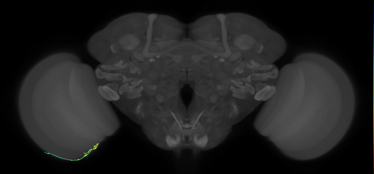 C2_L (MaleCNS:157947)