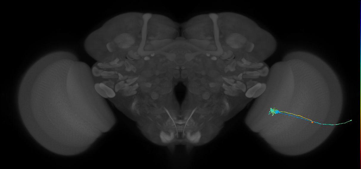 C2_R (MaleCNS:92227)