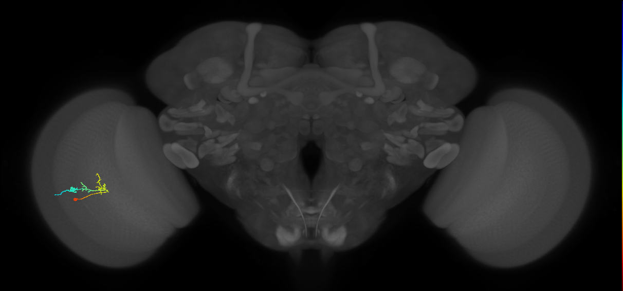 C2_L (MaleCNS:142346)