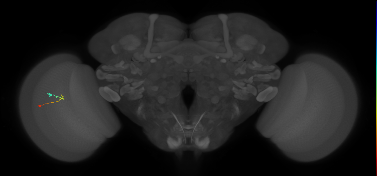 C2_L (MaleCNS:163465)