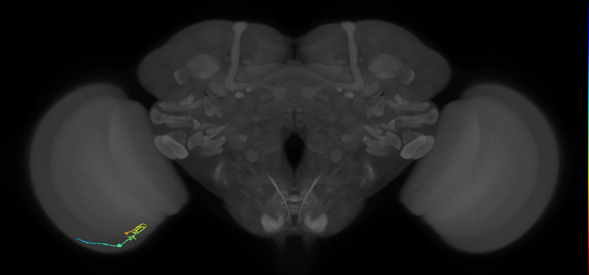 C2_L (MaleCNS:131418)