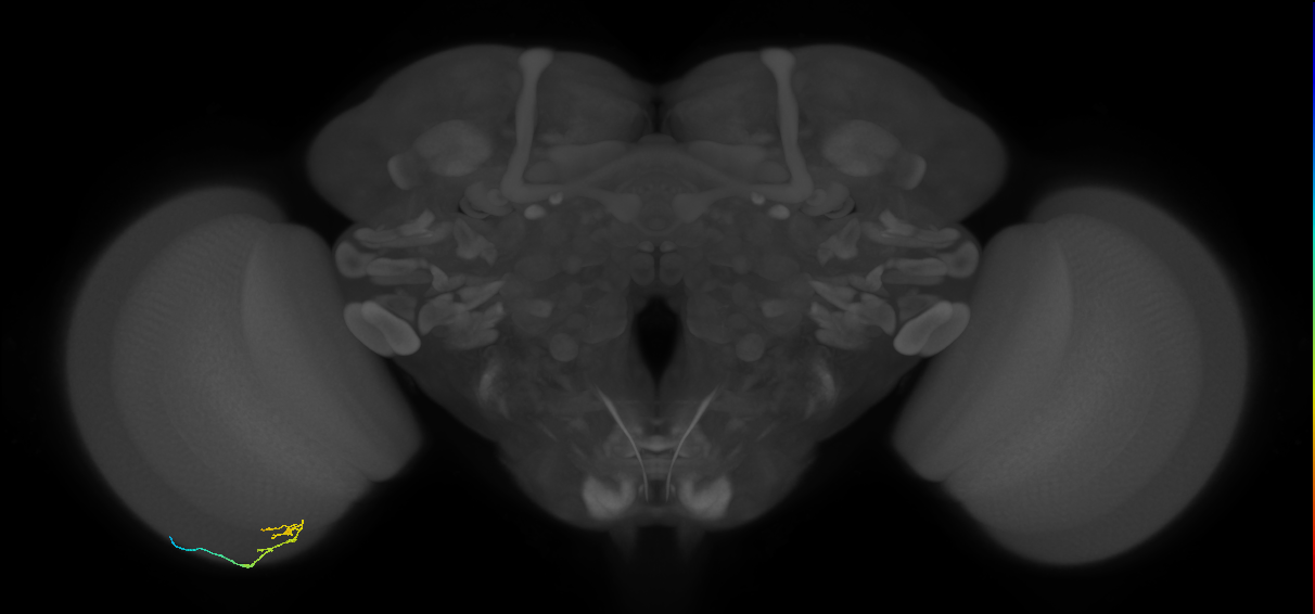 C2_L (MaleCNS:29783)