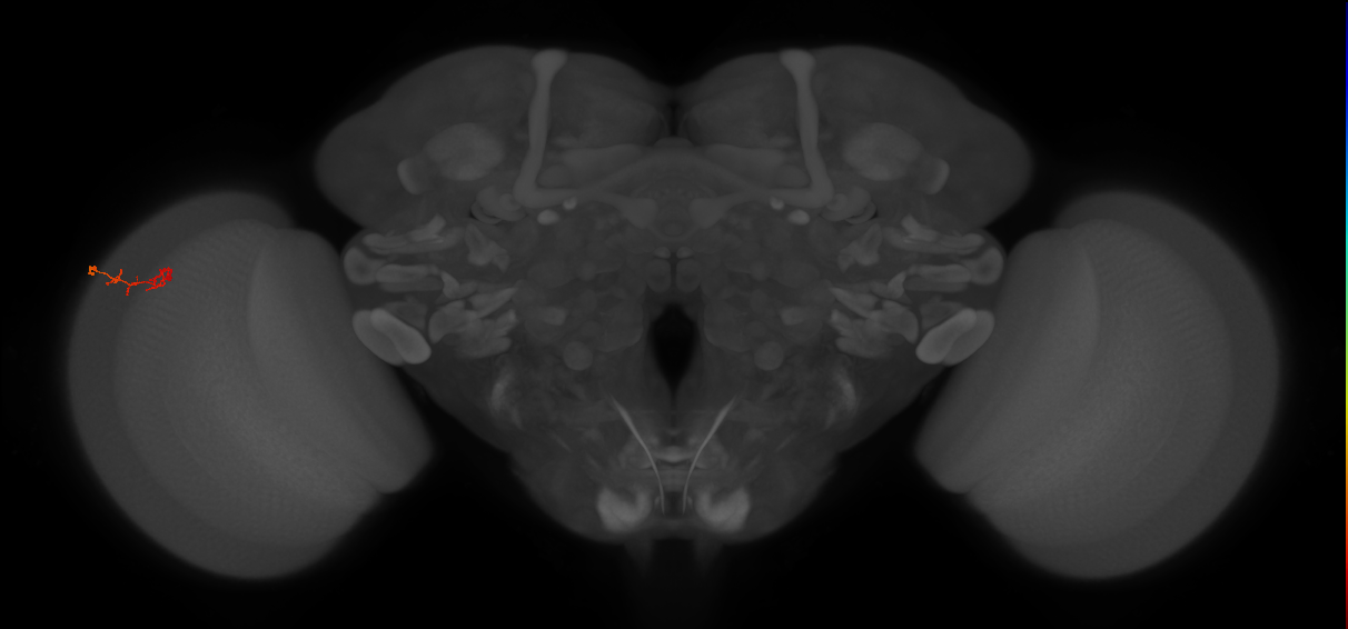 C2_L (MaleCNS:148872)