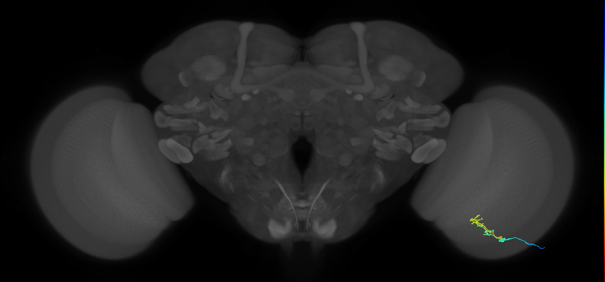 C2_R (MaleCNS:95360)