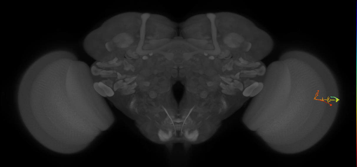 C2_R (MaleCNS:84152)