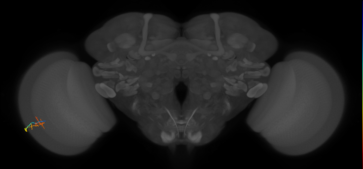 C2_L (MaleCNS:157698)