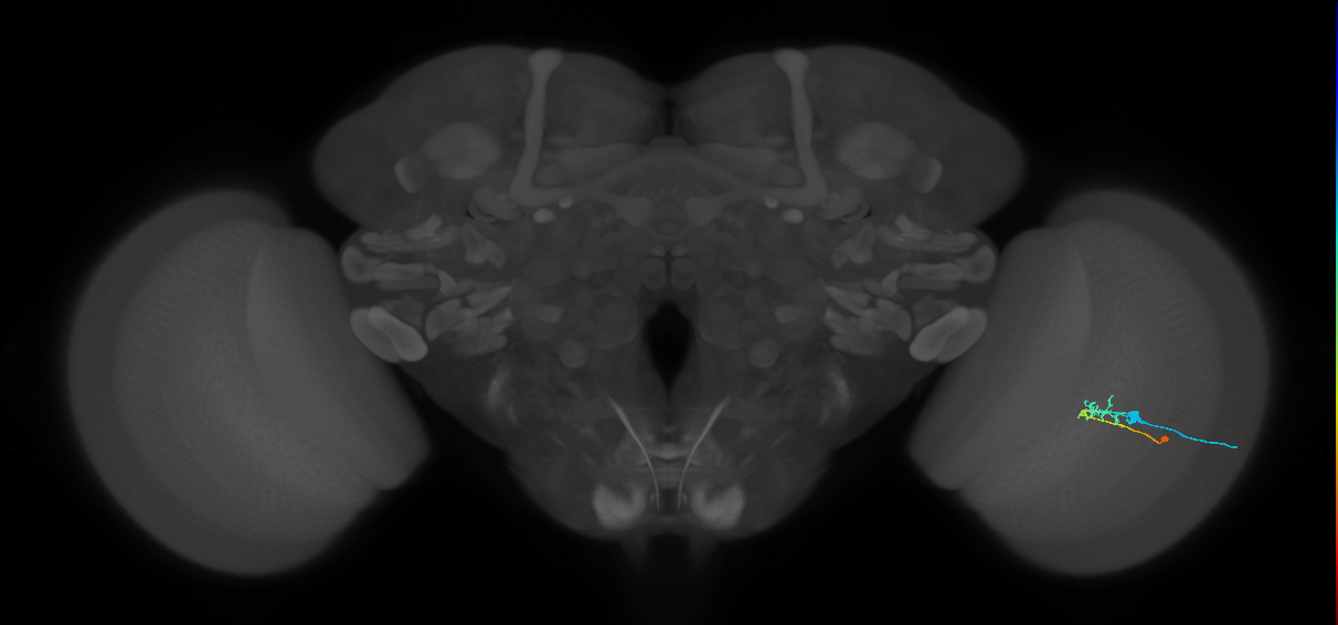 C2_R (MaleCNS:77317)