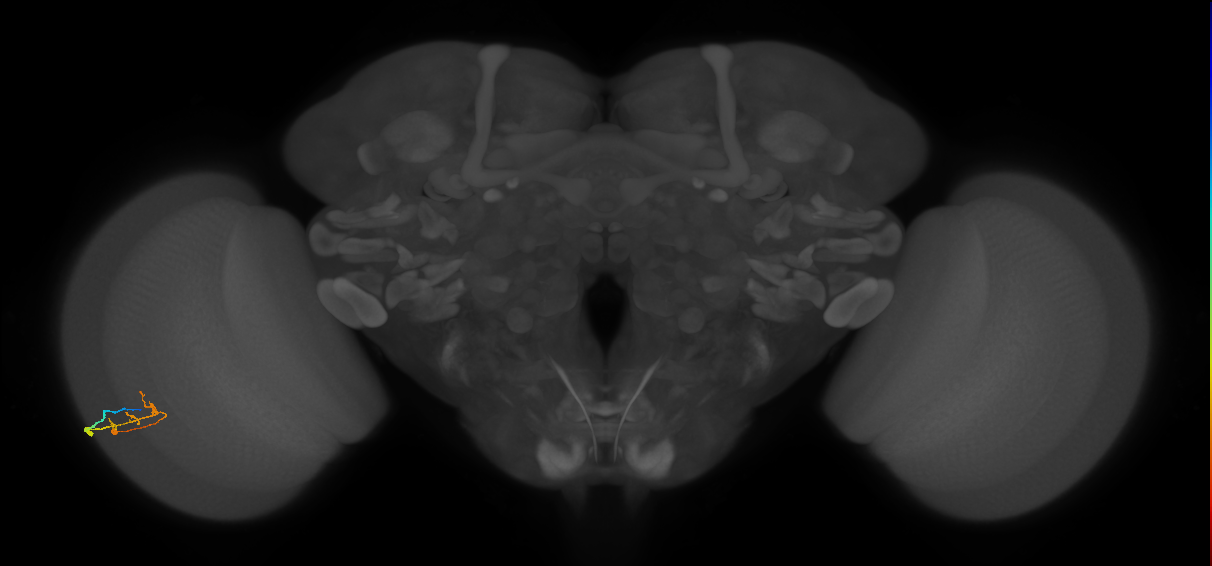 C2_L (MaleCNS:159382)