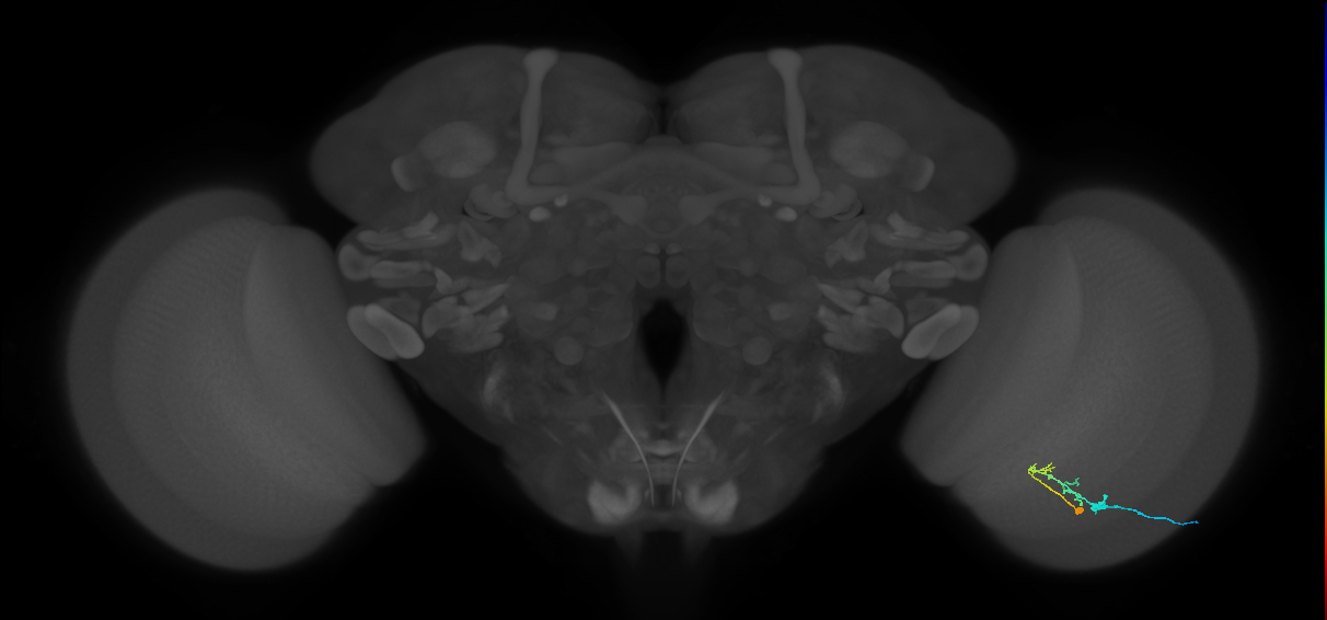 C2_R (MaleCNS:78077)