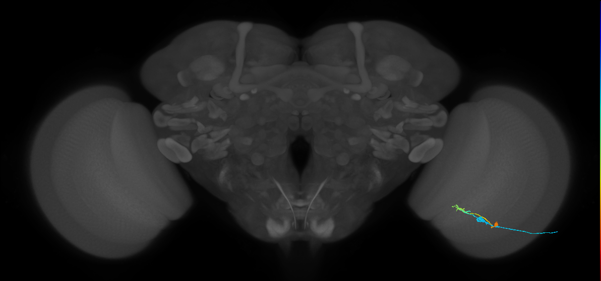 C2_R (MaleCNS:77965)