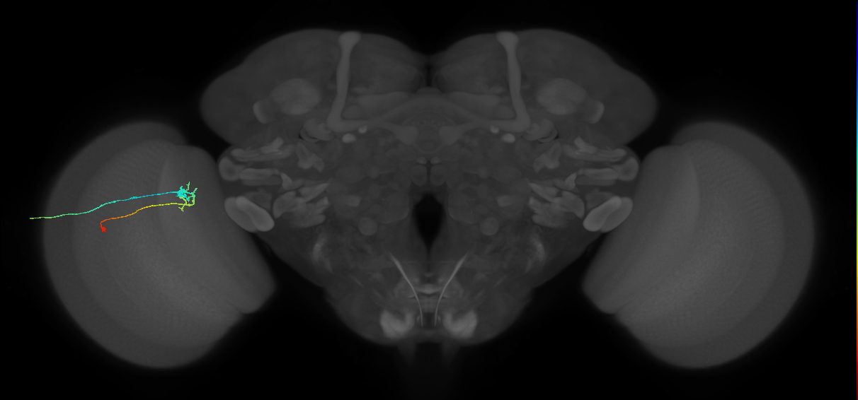 C2_L (MaleCNS:93964)