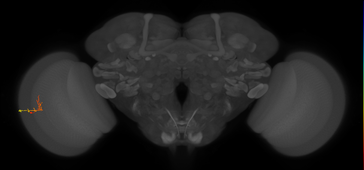 C2_L (MaleCNS:157557)